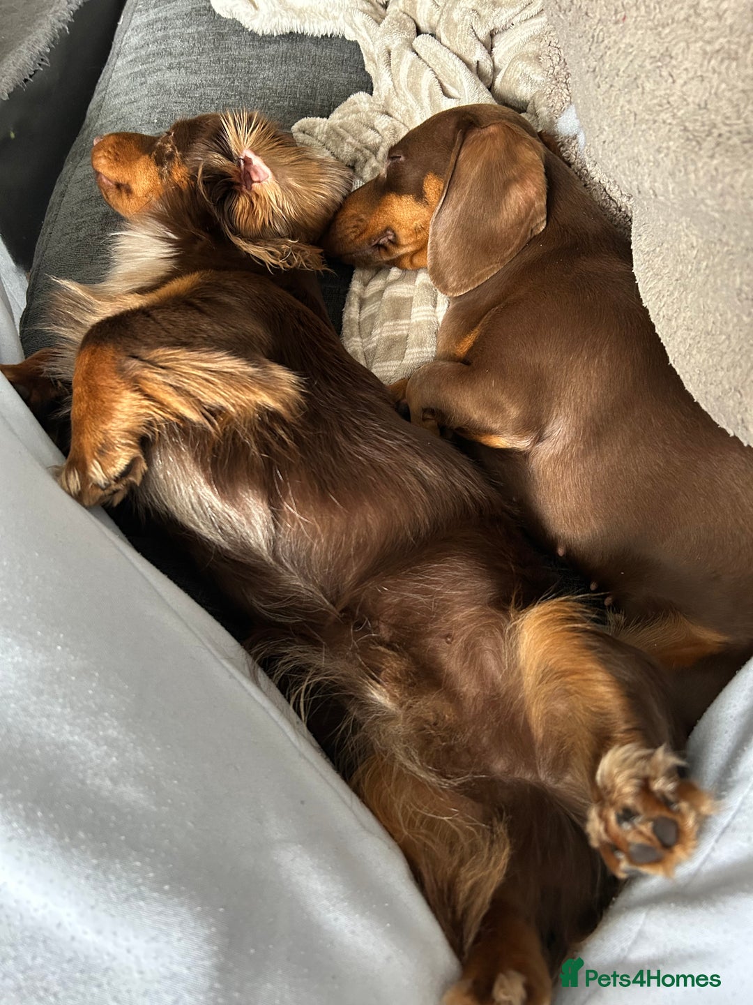 Miniature Dachshund dogs for sale: Chocolate Tan/dapple Miniature Dachsund - Image 3