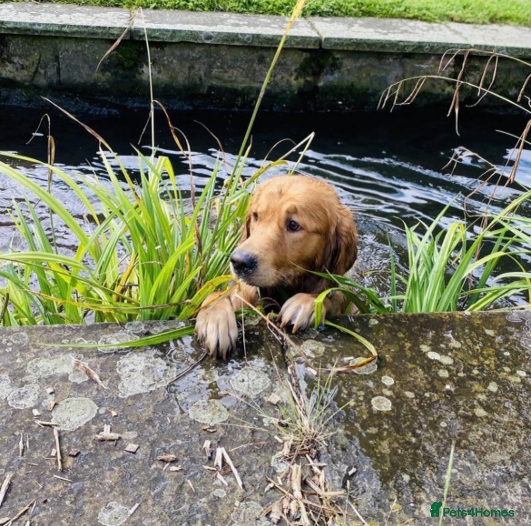 Golden Retriever dogs for stud: Stunning dark red golden retriever  - Image 13