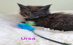 Maine Coon cats for sale: Absolutelly gorgeous kittens  - Image 6