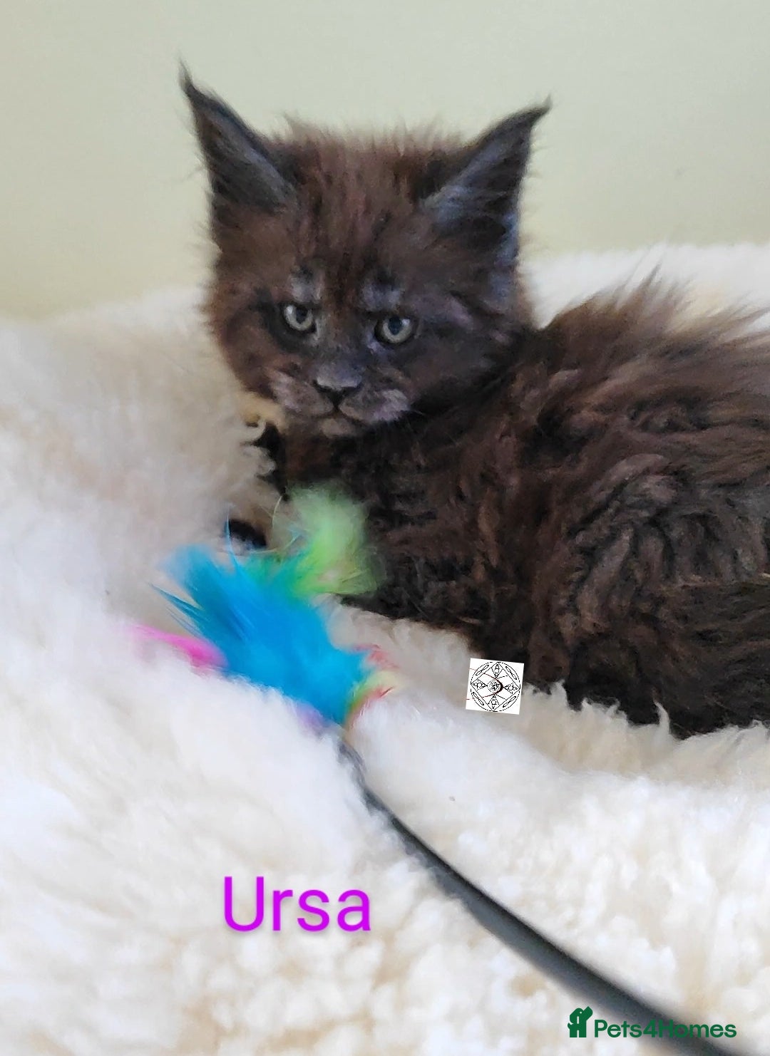 Maine Coon cats for sale: Absolutelly gorgeous kittens  - Image 6
