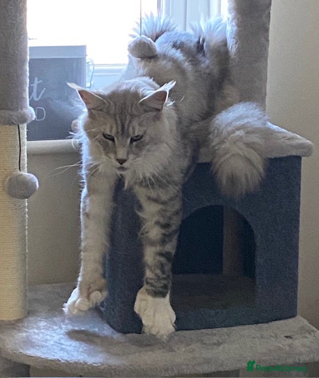 Maine Coon cats for stud: Stud- Polydactyl Maine Coon  - Advert 5