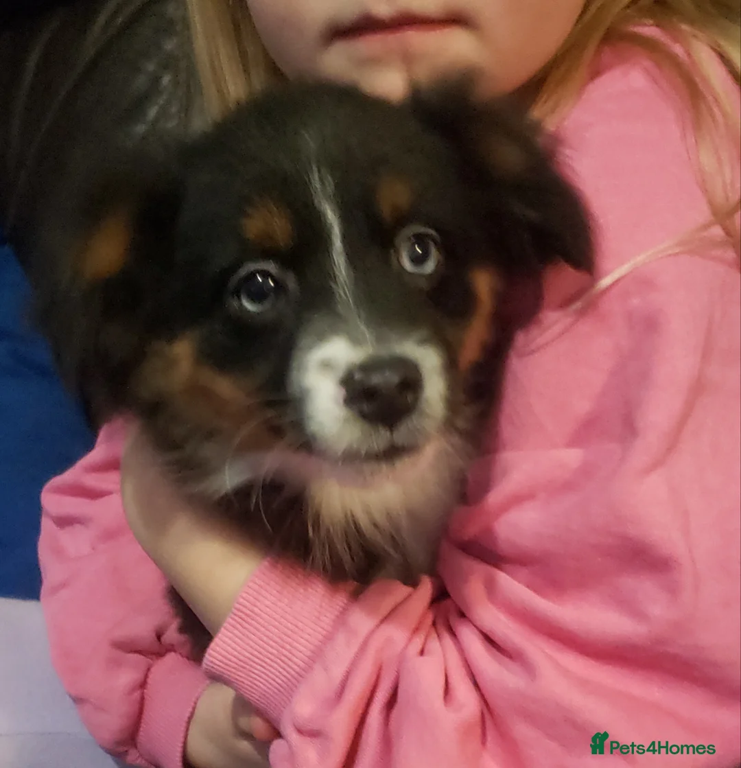 Australian Shepherd dogs for sale: Male Miniature Australian Shepherds ASDRegistered - Advert 3