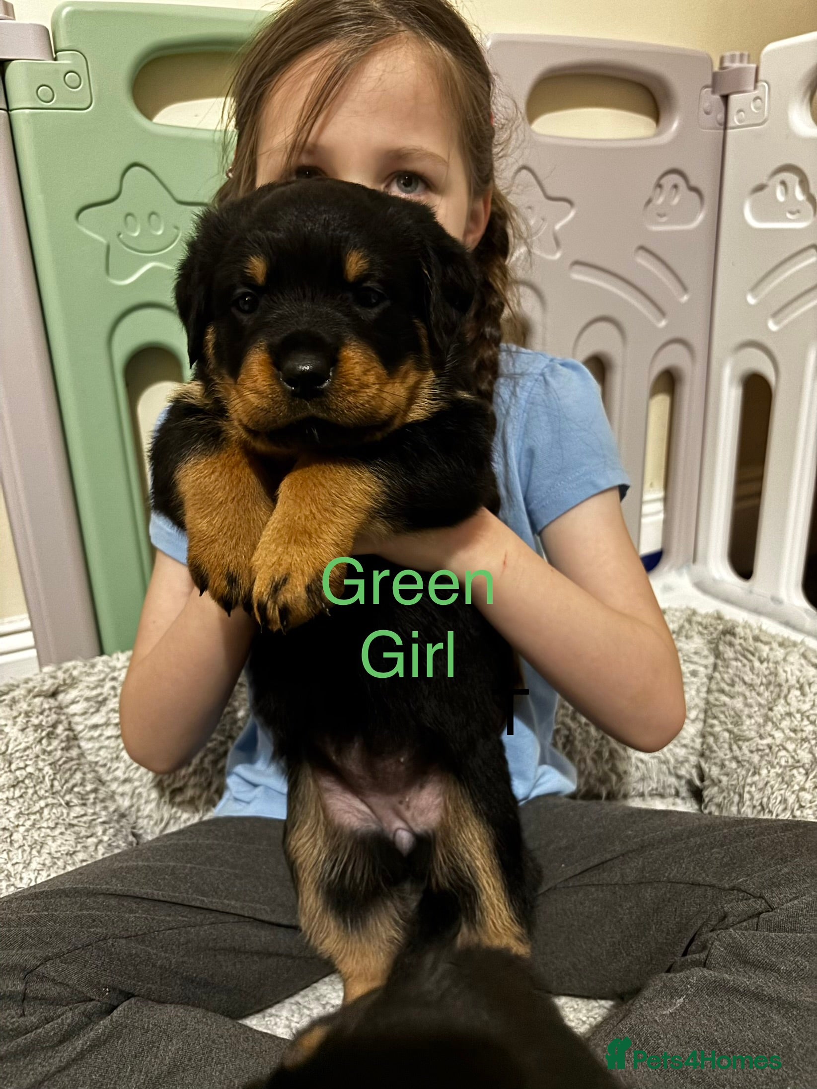 Rottweiler dogs Rottweiler puppy ONE girl left  - Advert 7