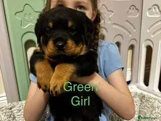 Rottweiler dogs Rottweiler puppy ONE girl left - Advert 7
