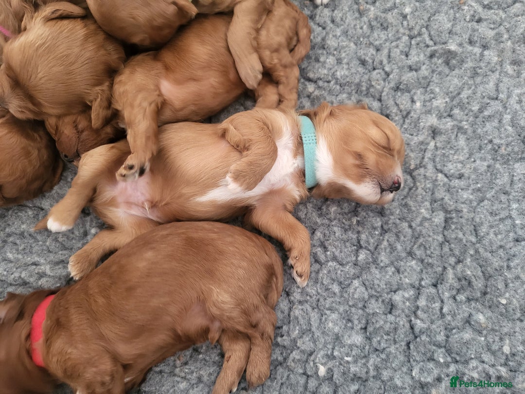 Cavachon dogs for sale: Cavapoochon - Image 13