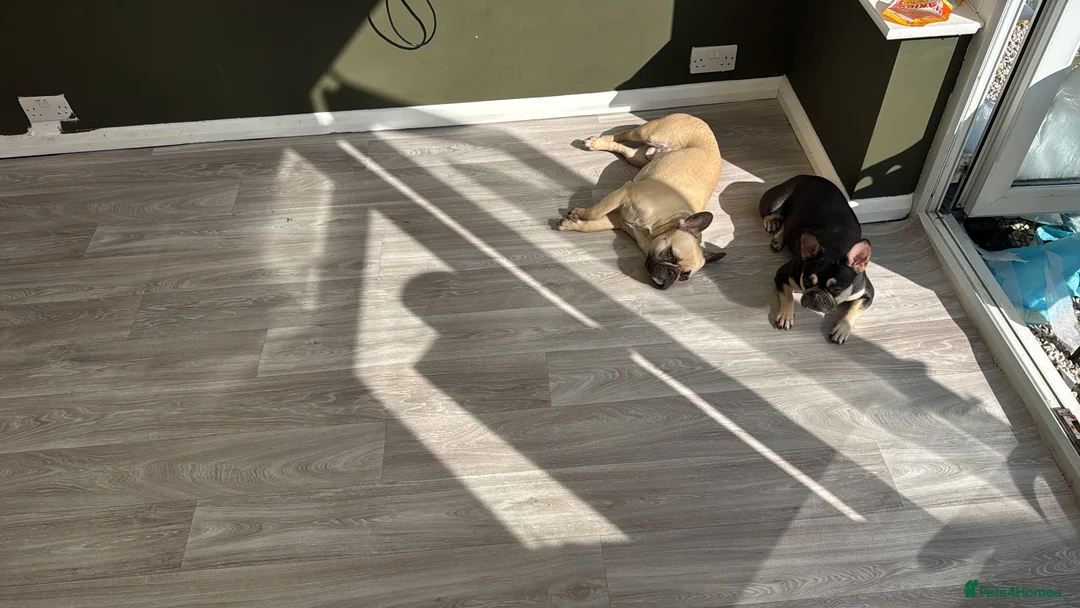 French Bulldog dogs for sale: Looking for forever home - Advert 5