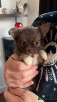 Chipoo dogs 6 Stunning Chipoo/Chihuahuas - Advert 4