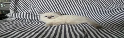 Ragdoll cats for sale: GCCF REGISTERED RAGDOLL KITTENS - Advert 5