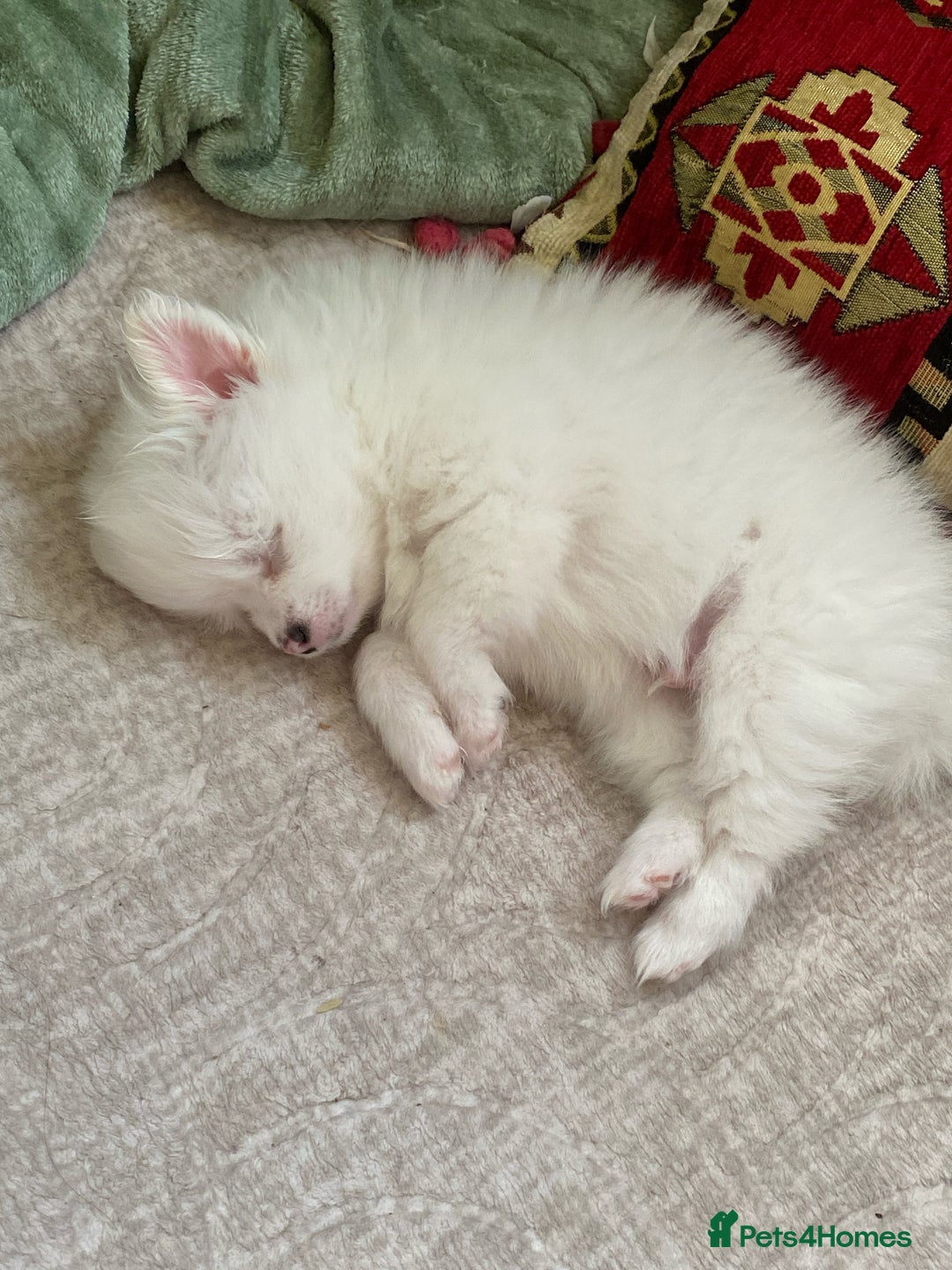 Pomeranian dogs for sale: Lovely Pomeranian - Image 17