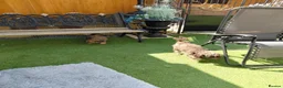 Maltipoo dogs for sale: CHOCOLATE & TAN MALTIPOO - Advert 7