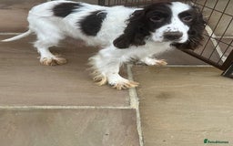 Cocker Spaniel dogs for sale: OUT STANDING  GORGEOUS SHOW TYPE COCKER SPANIEL  - Image 38