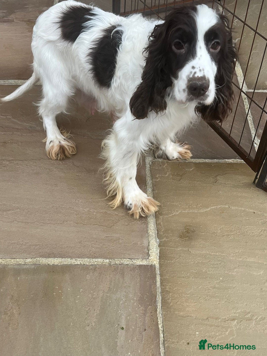 Cocker Spaniel dogs for sale: OUT STANDING  GORGEOUS SHOW TYPE COCKER SPANIEL  - Image 38