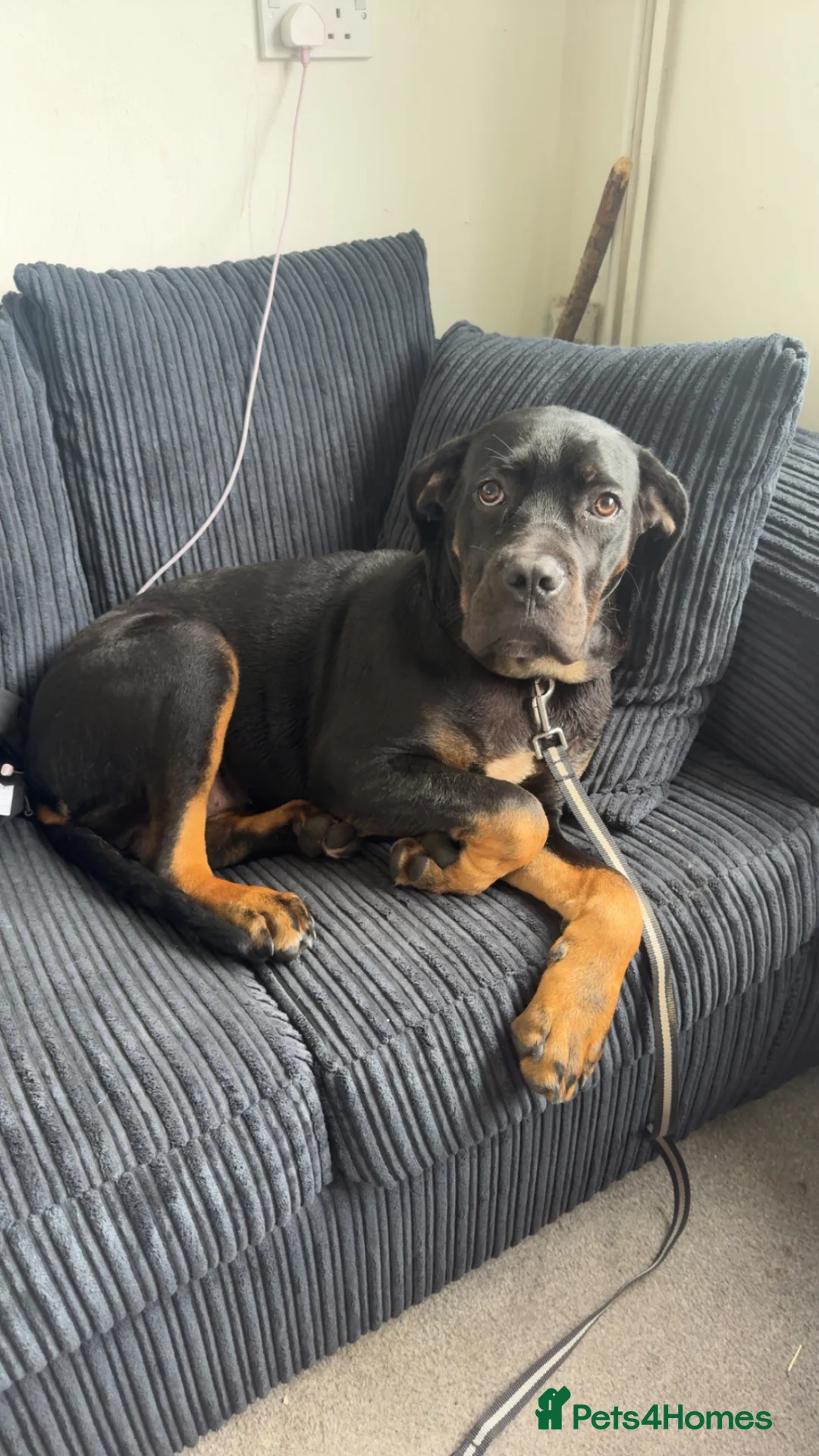 Cane Corso dogs for sale: Storm  - Advert 3