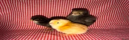 Chickens poultry for sale: Day old chicks (mixed breeds)  - Advert 1