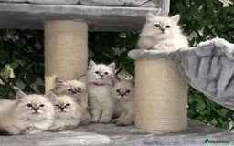 Siberian cats for sale: TICA✅HEALTH TESTED✅STUNNING  - Image 5