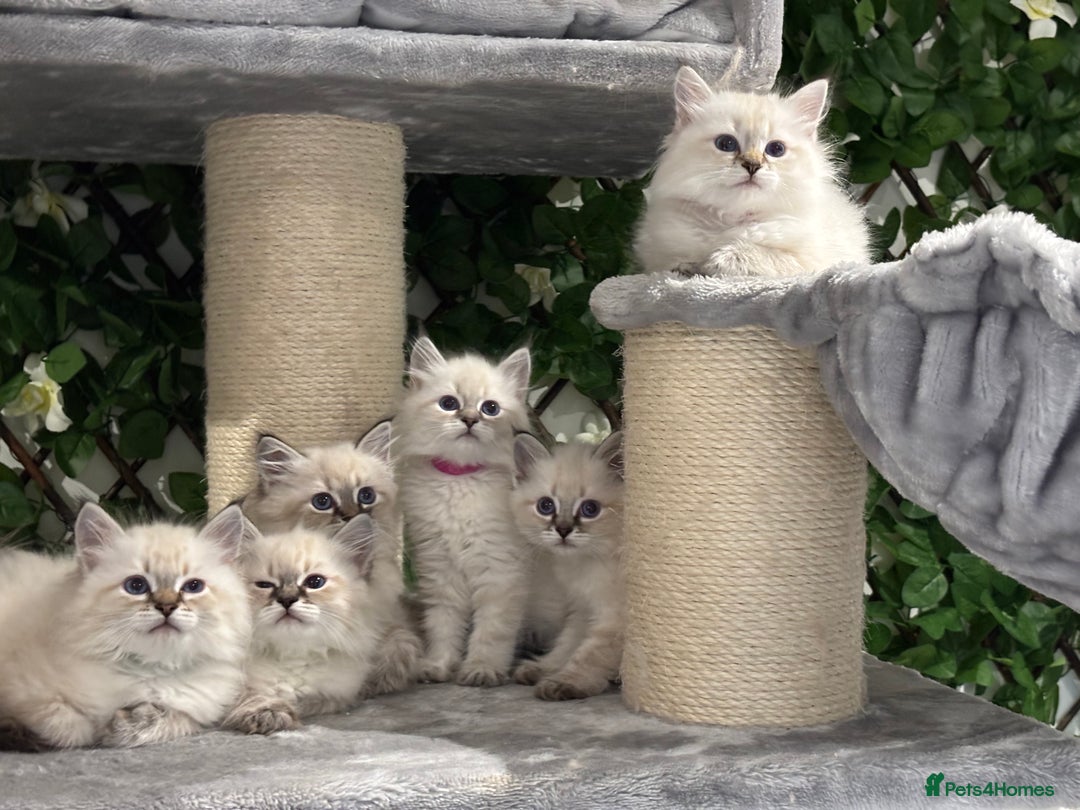 Siberian cats for sale: TICA✅HEALTH TESTED✅STUNNING  - Image 5