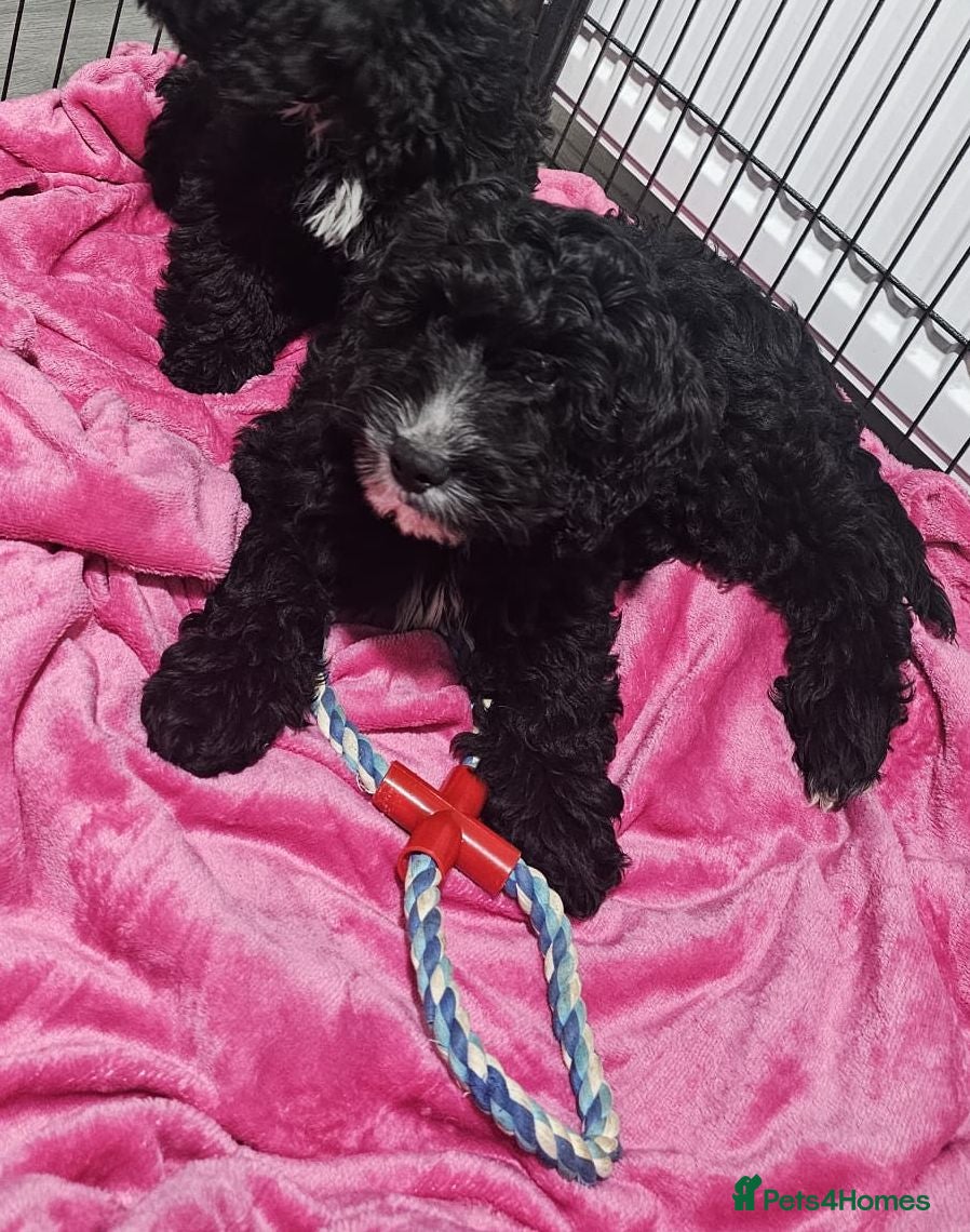 Cockapoo dogs Adorable F1 Boy cockapoo puppy - Advert 15