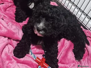 Cockapoo dogs Adorable F1 Boy cockapoo puppy - Advert 15