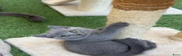 British Shorthair cats for sale: SOLD Only one Purebred Britishshorthair girls  - Advert 7