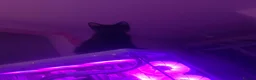 British Shorthair cats for sale: 2 Kittens, tuxedo and black cat (description) in Cirencester - Advert 17