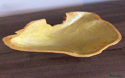 Leopard Gecko reptiles for sale: Male leopard gecko and all equipment  - Image 11