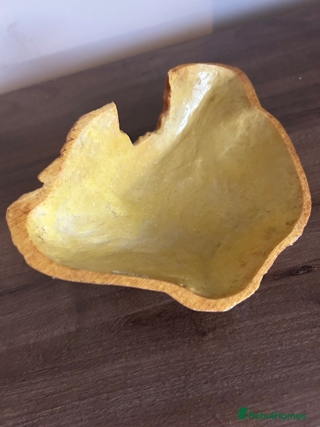 Leopard Gecko reptiles for sale: Male leopard gecko and all equipment  - Image 11