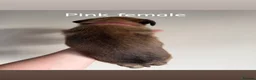 Belgian Shepherd Dog dogs for sale: Belgian Malinois Puppies  - Advert 8