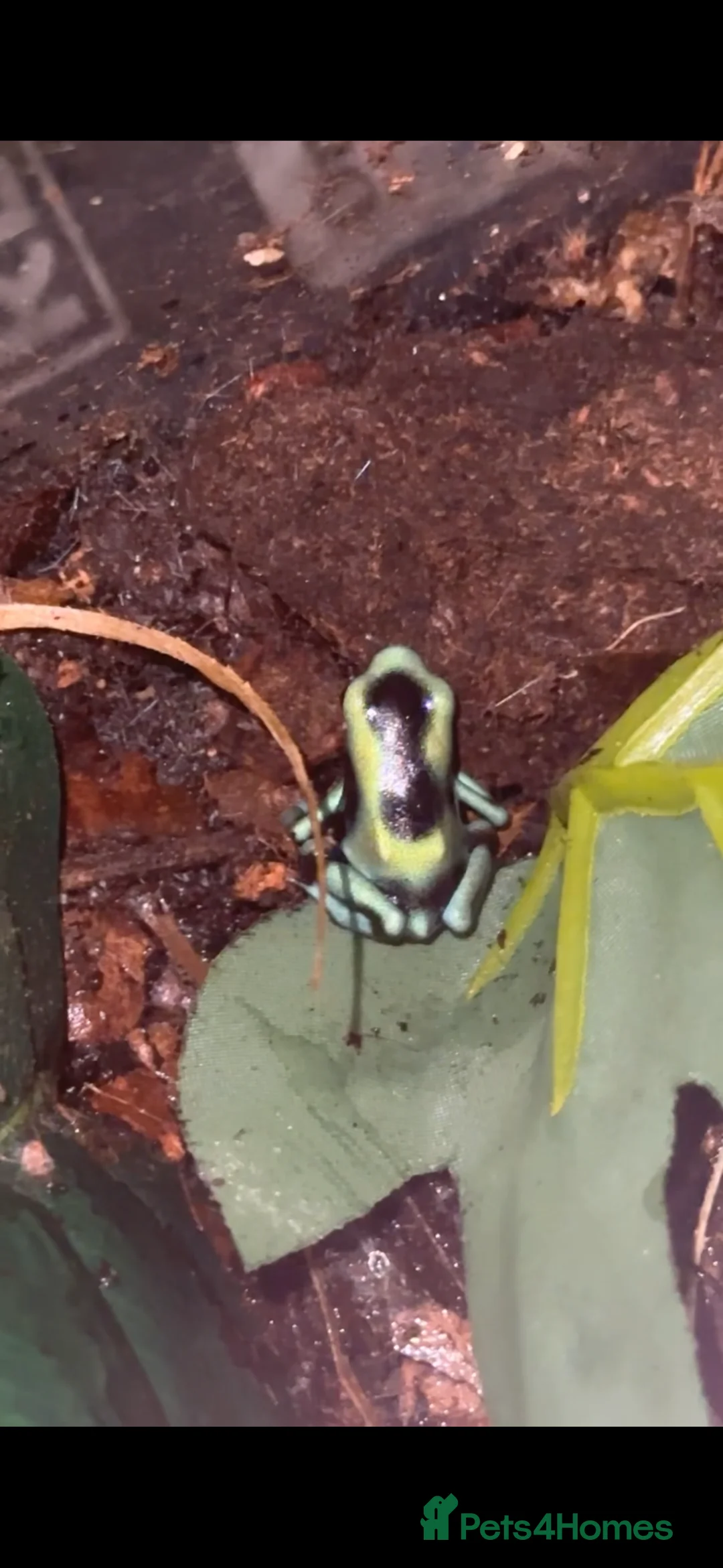 Frog reptiles for sale: Costa Rican Green and Black Dart Frog  - Advert 1