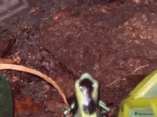 Frog reptiles Costa Rican Green and Black Dart Frog - Advert 1