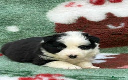 Border Collie dogs for sale: WINNING CRUFTS COMPETITORS. KC REG, HEALTH TESTED - Image 8