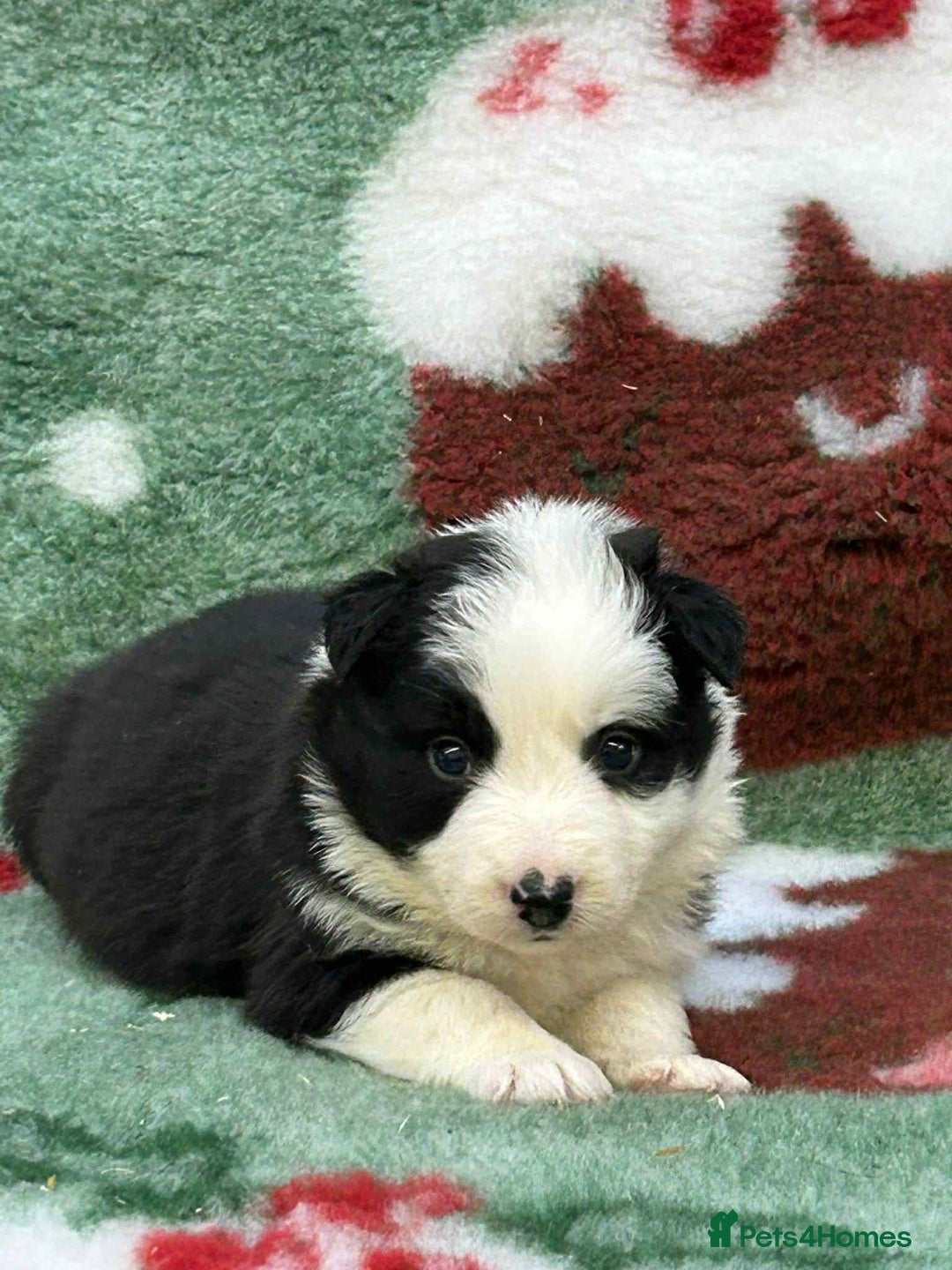 Border Collie dogs for sale: WINNING CRUFTS COMPETITORS. KC REG, HEALTH TESTED - Image 8