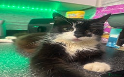 Ragdoll cats for sale: Black and white ragdoll cross  - Image 3