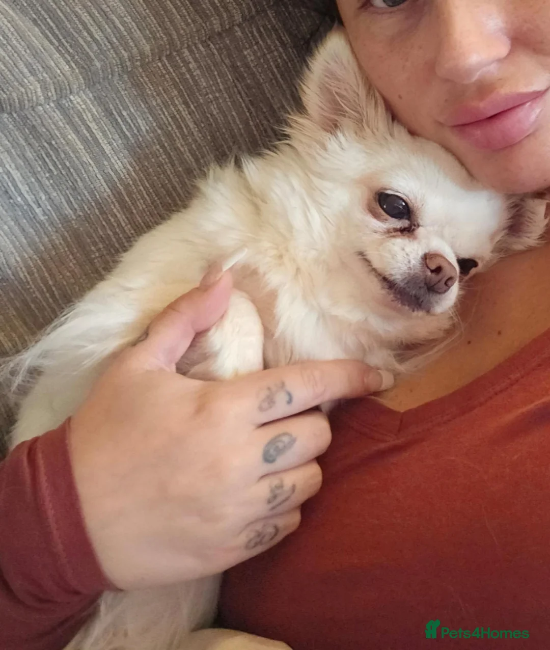 Chihuahua dogs for sale: Chihuahua for adoption - Advert 9