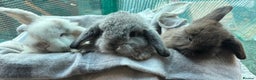 Mini Lion Lop rabbits for sale:  Female grey mini lion lop  - Advert 1