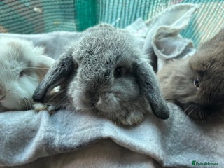 Mini Lion Lop rabbits Female grey mini lion lop - Advert 10