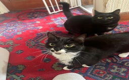 British Shorthair cats for sale: Socks & Mittens - Image 1