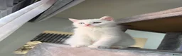 British Shorthair cats for sale:  White British shorthair  - Advert 4