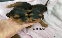 Cockapoo dogs for sale: F1 Cockapoo Puppies  - Image 4