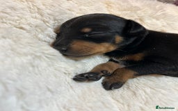 Miniature Pinscher dogs for sale: Gorgeous MinPin Puppies-Ready from 8th Dec! - Advert 14