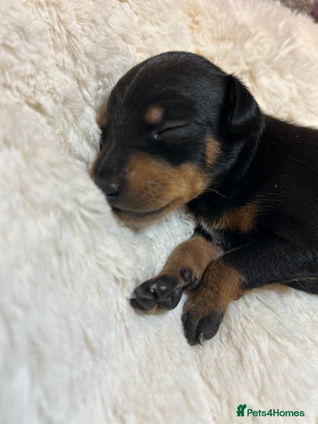 Miniature Pinscher dogs for sale: Gorgeous MinPin Puppies-Ready from 8th Dec! - Advert 14