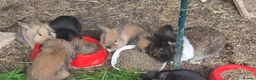 Mini Lop rabbits for sale: Mini lop one girl and one boy - Advert 5