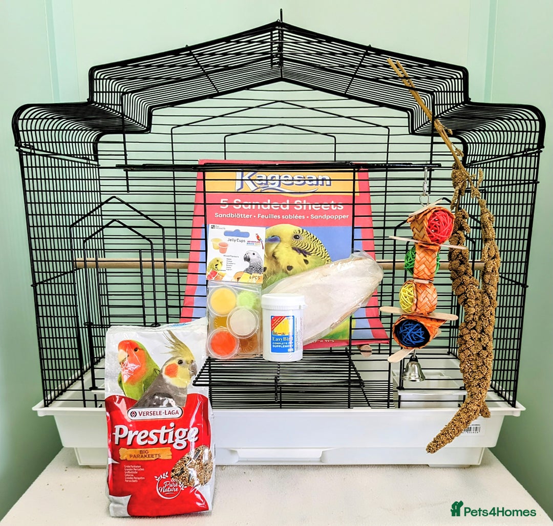 Budgerigars birds for sale: Stunning Baby Budgies available now!!! - Advert 17