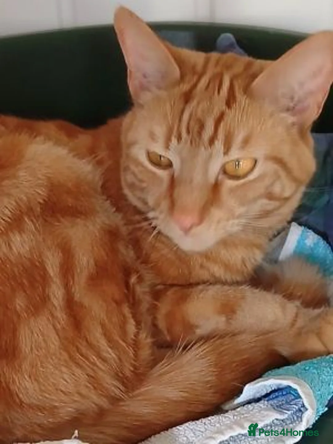 Mixed Breed cats for adoption: JASPER - Advert 1