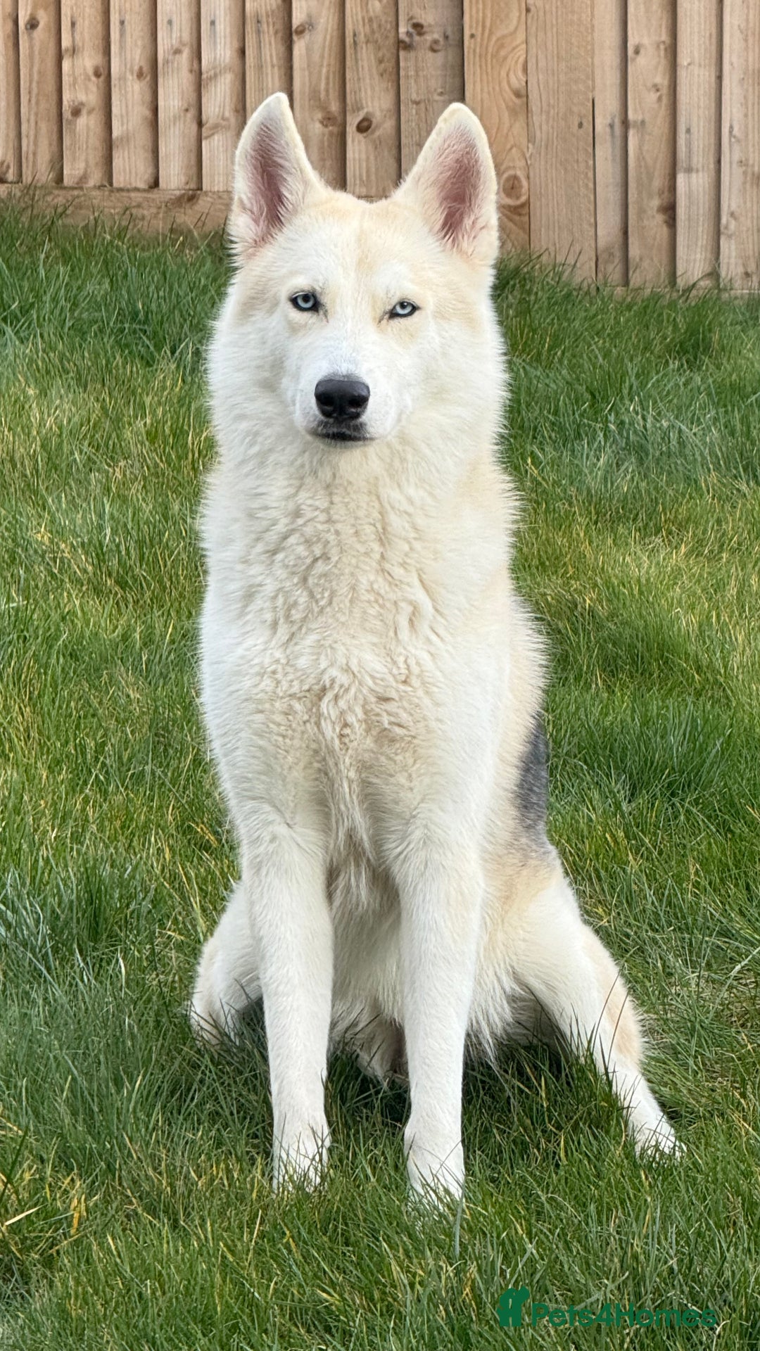 Shepsky dogs for sale: Lola - our Beautiful Husky x German Shepherd - Image 2