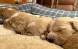Cocker Spaniel dogs for sale: Working Cocker Spaniel Puppies  - Image 4