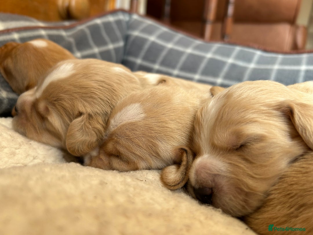 Cocker Spaniel dogs for sale: Working Cocker Spaniel Puppies  - Image 4