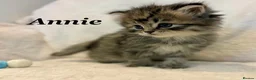 Persian cats for sale: Six absolutely stunning Persian Kittens - Advert 14