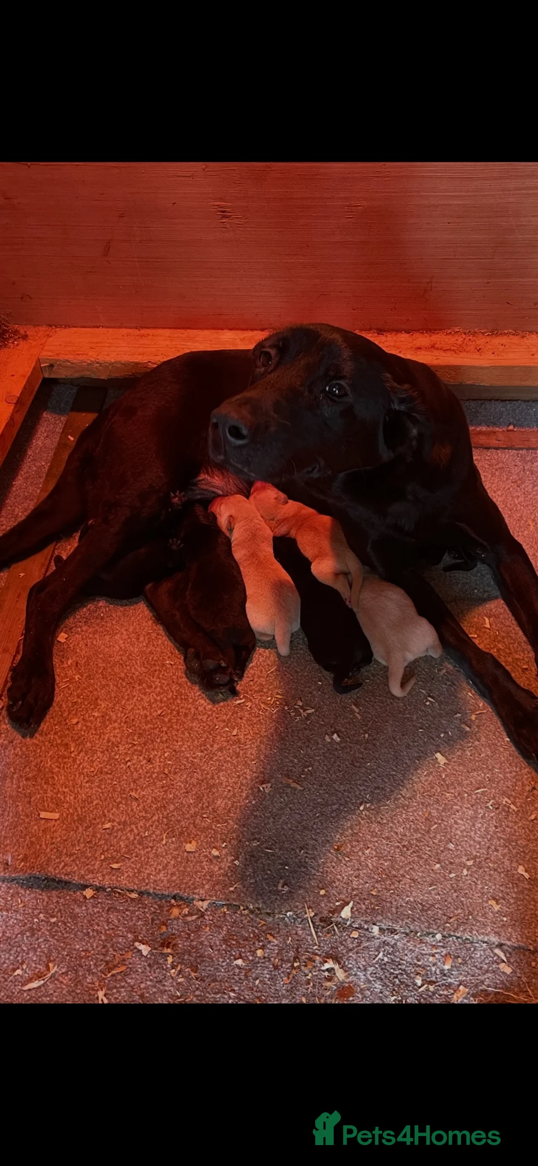 Labrador Retriever dogs for sale: KC Registered Labrador Pups in Mauchline - Advert 2