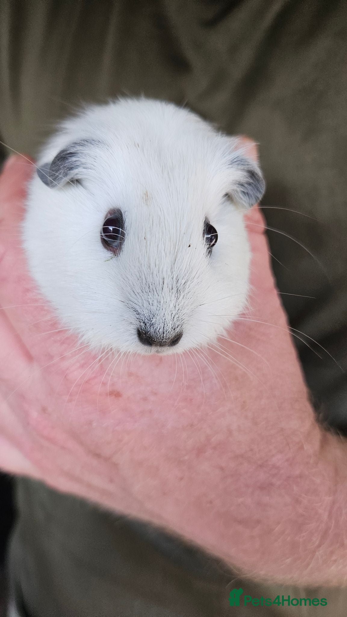 Guinea Pig rodents baby boy guinea pigs READY NOW - Advert 15