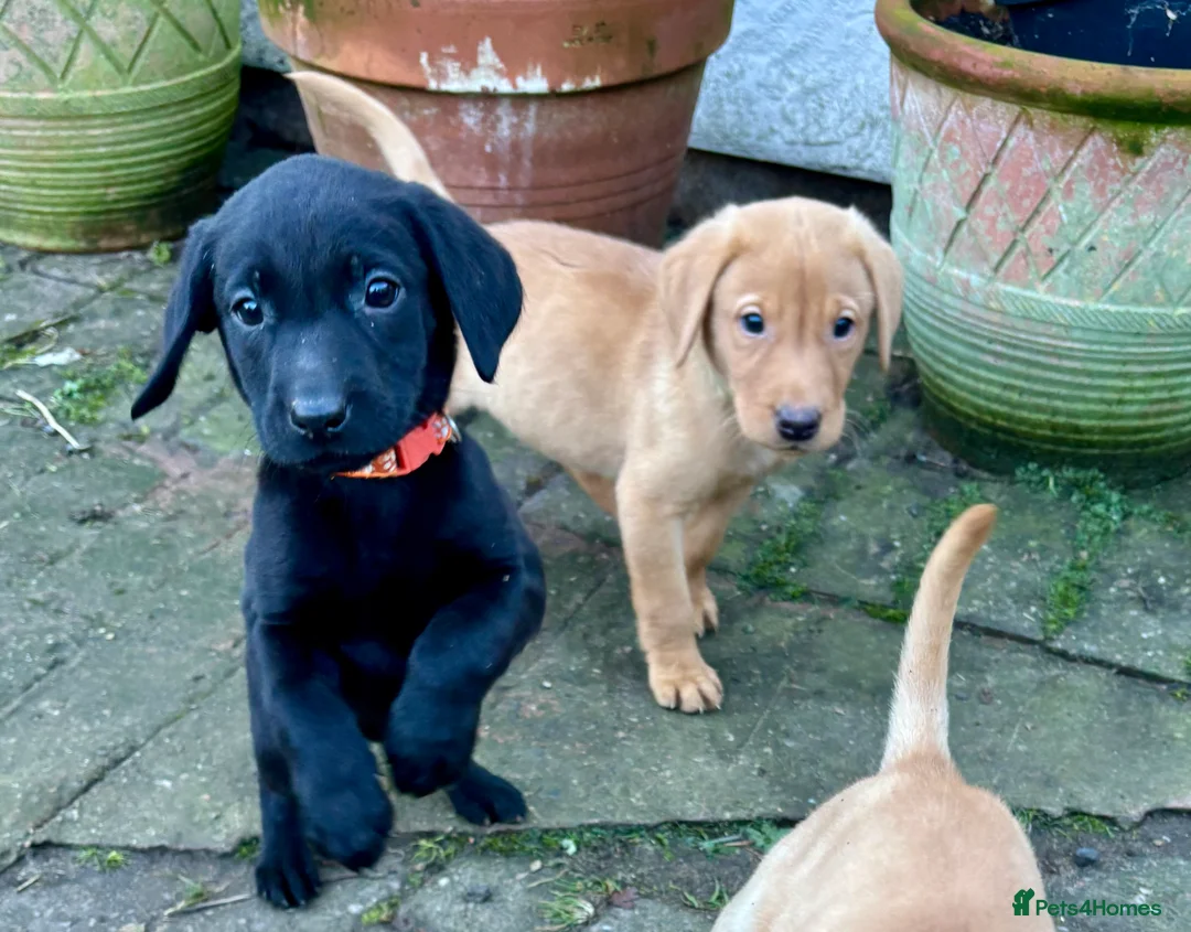 Labrador Retriever dogs for sale: Ready now! Beautiful Labrador pups (KC Reg) - Advert 7